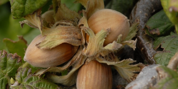 En Italie, la guerre des noisettes a éclaté